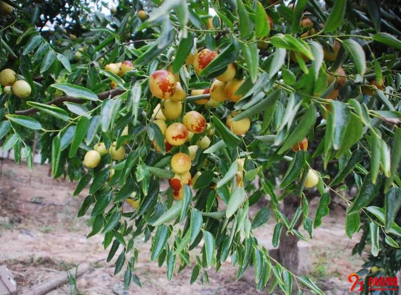 幫果農“吆喝”，開啟創(chuàng)業(yè)夢