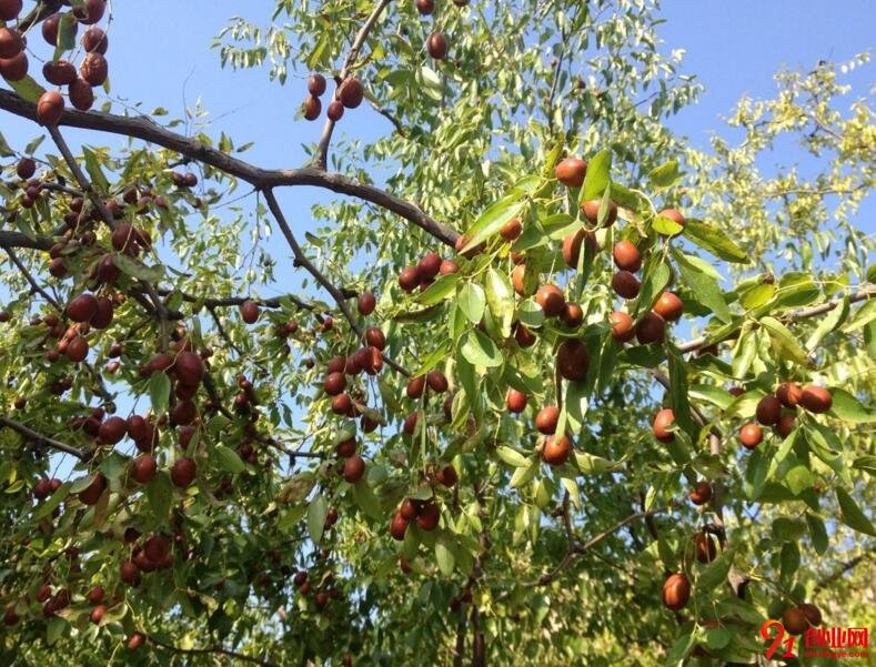 幫果農“吆喝”，開啟創(chuàng)業(yè)夢