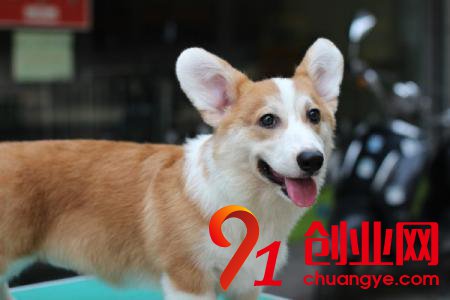 2017小本創業做什么？八個小本創業項目太賺錢！