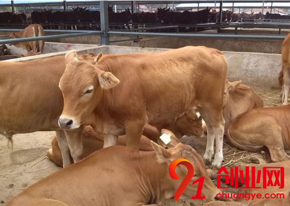 現(xiàn)在北方農(nóng)民養(yǎng)殖什么可以賺錢？