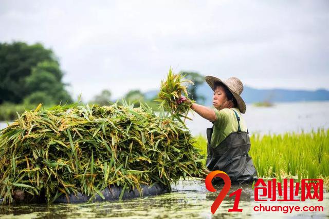做品牌農業 了解這5大方面穩定收益！