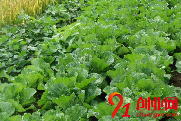 農村創業干什么好呢