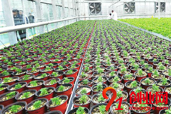 農村創業干什么好呢