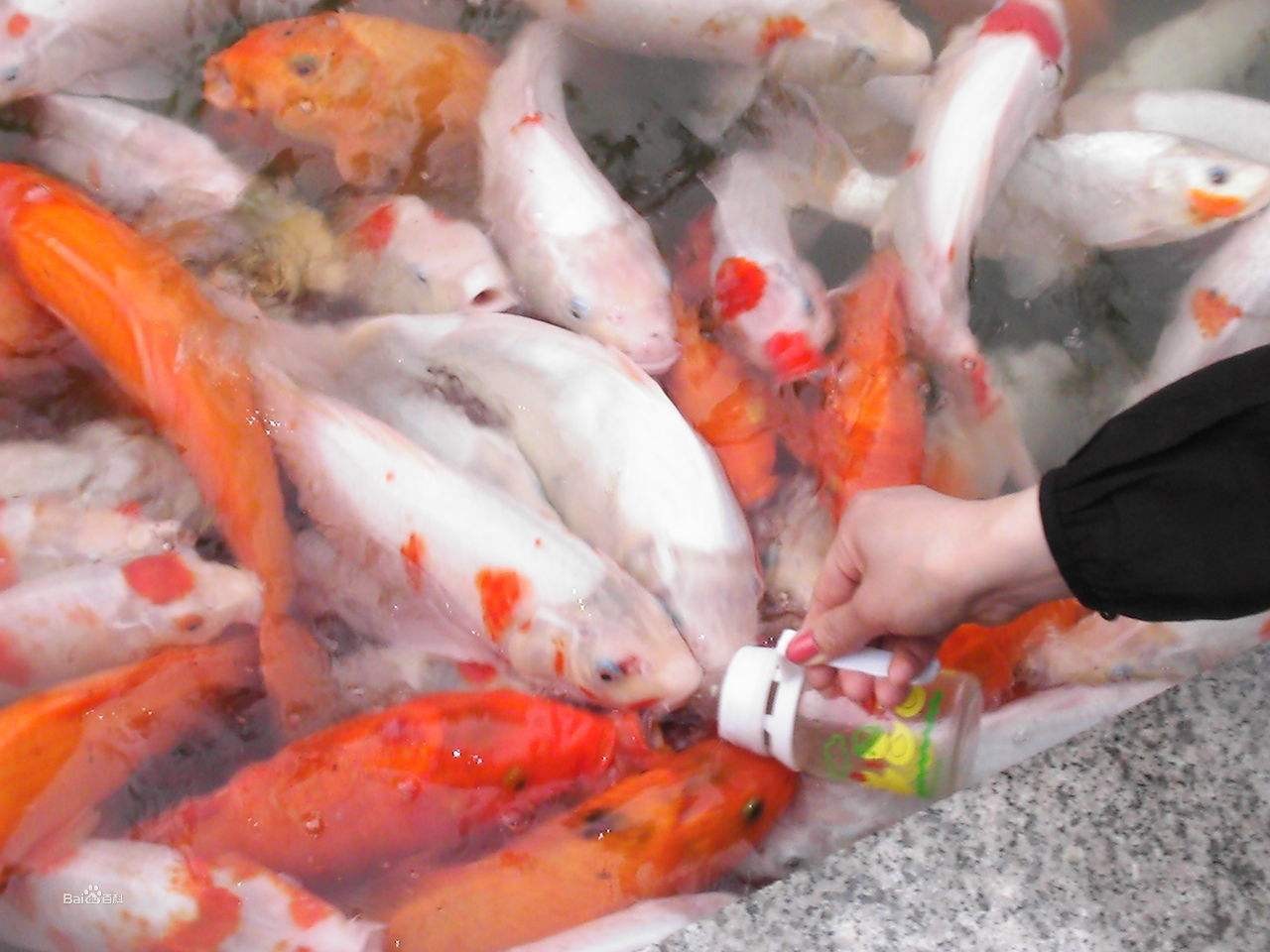 魚你同樂吃奶魚