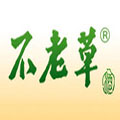 不老草白酒