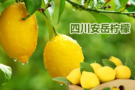 安岳檸檬