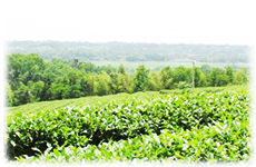 湖南省茶業（集團）有限公司優質茶園基地