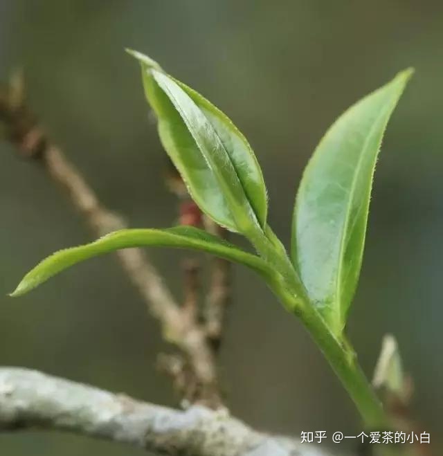 茶與布朗