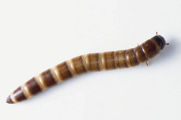 黃粉蟲圖片大全