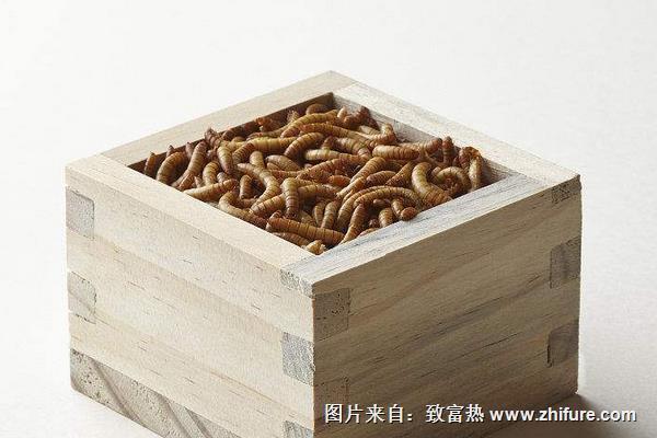 黃粉蟲圖片大全