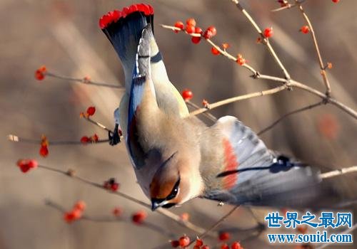 小太平鳥跟太平鳥是同一種鳥嗎？一起來揭秘吧！