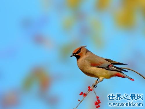 小太平鳥跟太平鳥是同一種鳥嗎？一起來揭秘吧！