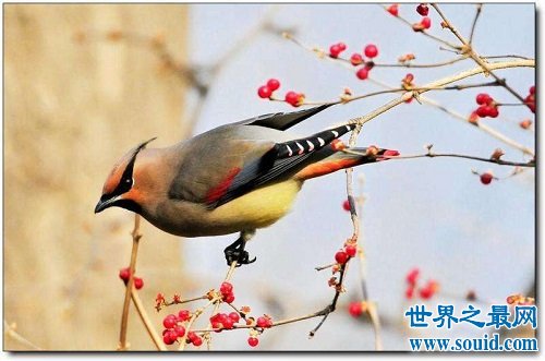 小太平鳥跟太平鳥是同一種鳥嗎？一起來揭秘吧！