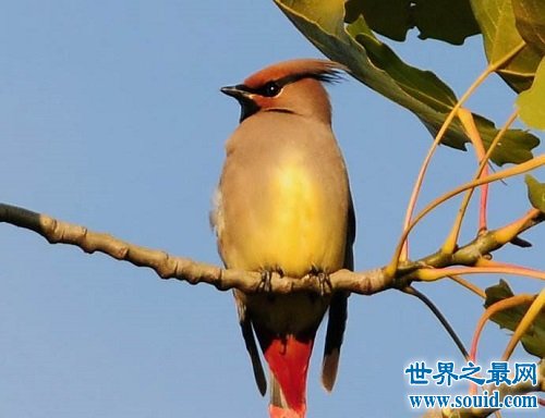 小太平鳥跟太平鳥是同一種鳥嗎？一起來揭秘吧！