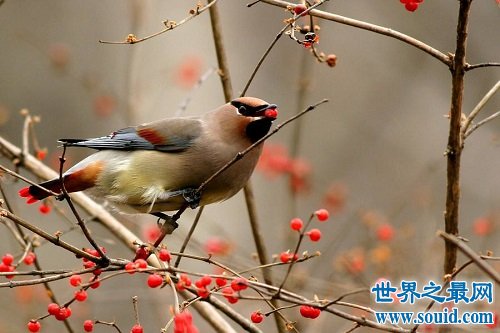 小太平鳥跟太平鳥是同一種鳥嗎？一起來揭秘吧！