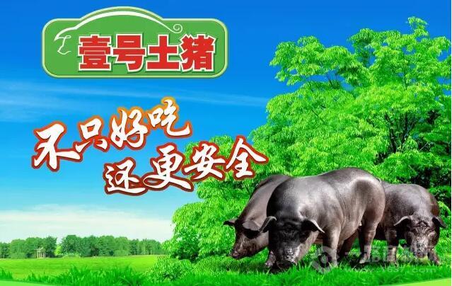 壹號(hào)土豬