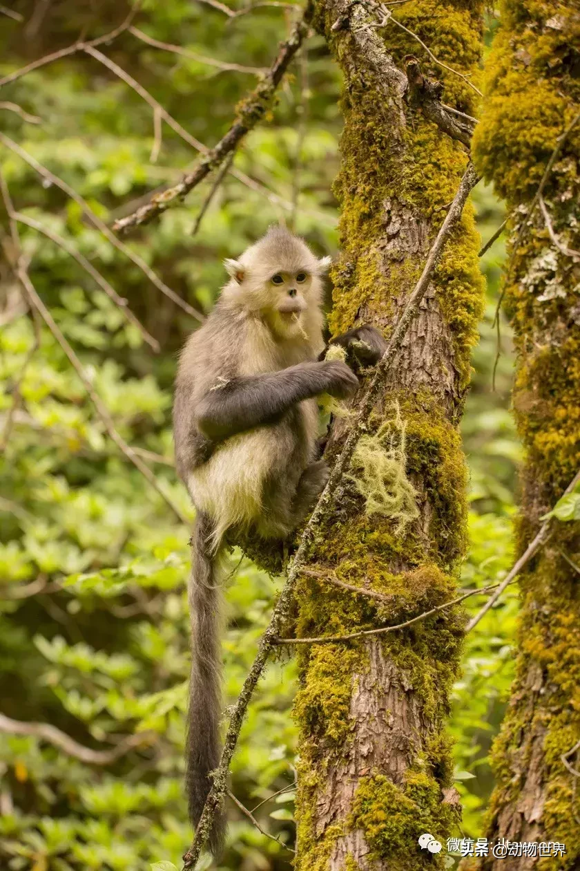 世界上棲息海拔高度最高的靈長類動物-滇金絲猴