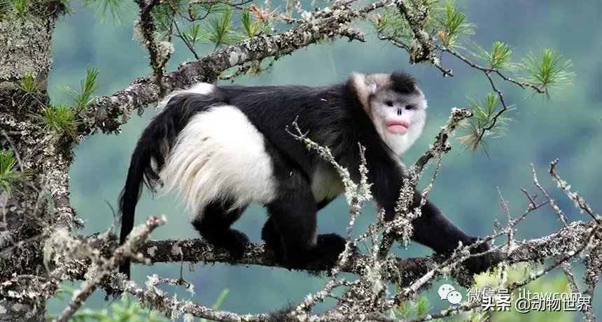世界上棲息海拔高度最高的靈長類動物-滇金絲猴