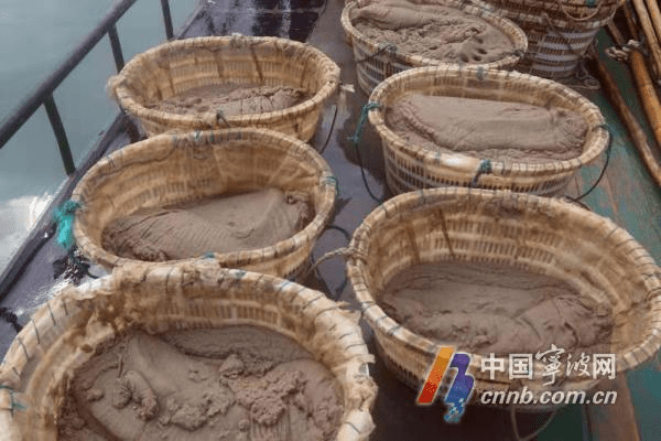 蝦忙