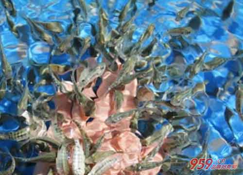 親親魚療館