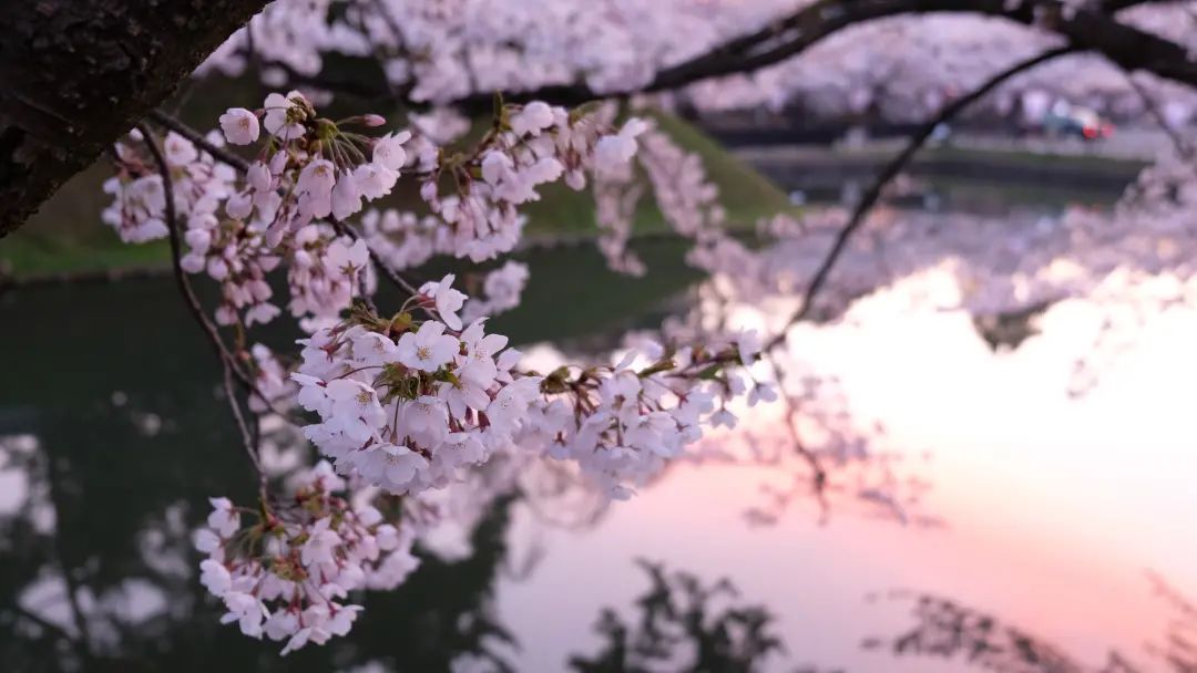櫻花夢