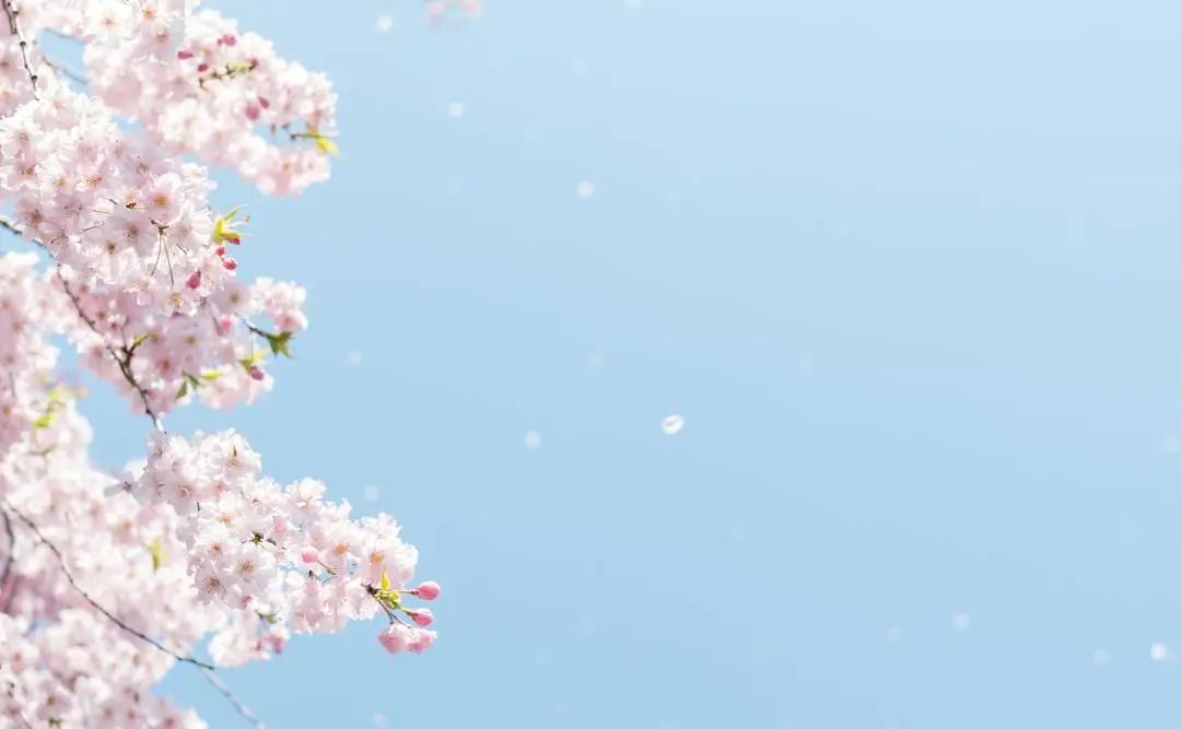 櫻花夢