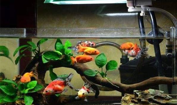 神奇創(chuàng)意水族館