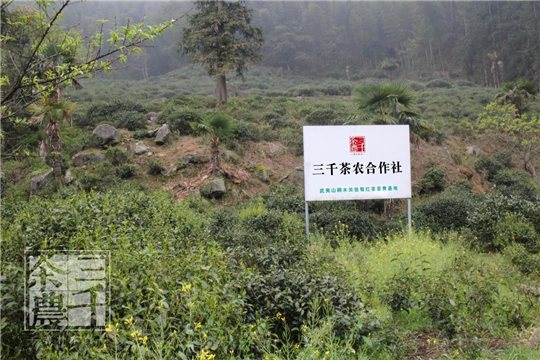 加盟茶葉店哪家好？什么茶品牌值得加盟？