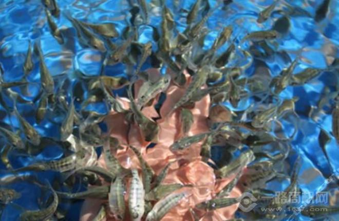 艾尚魚(yú)氧吧魚(yú)療館