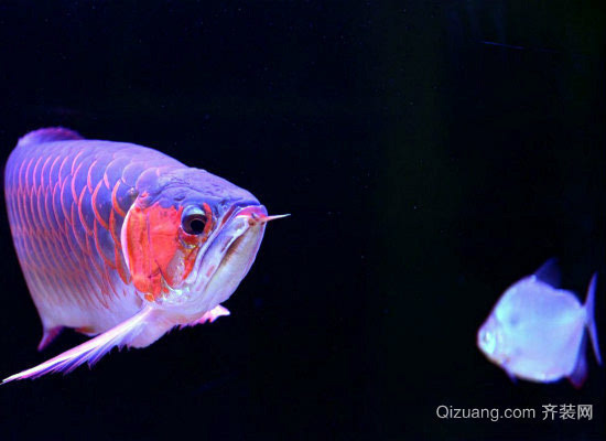 金龍魚圖片