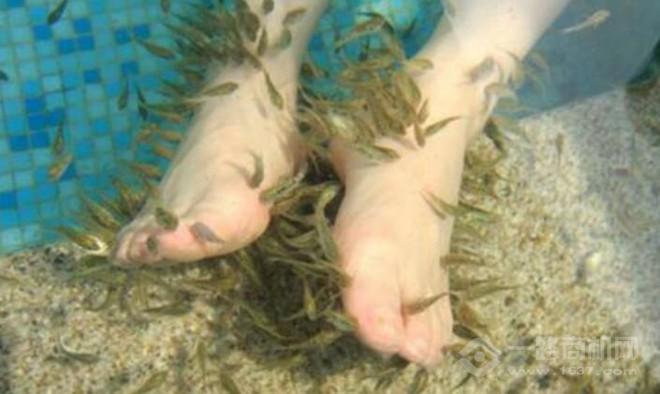 艾尚魚(yú)氧吧魚(yú)療館加盟