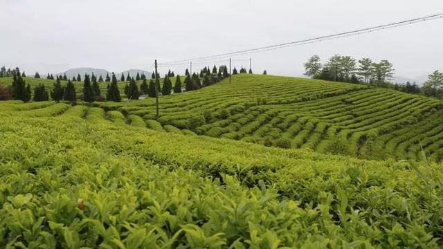 「發展」東和的鄉村振興，竟是源自一縷茶香？
