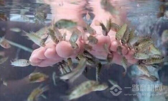 艾尚魚(yú)氧吧魚(yú)療館加盟