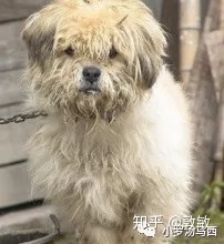 貝貝狗