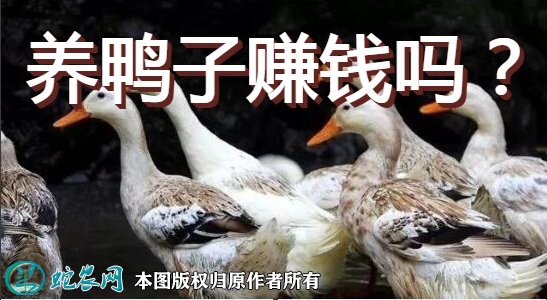 養鴨子賺錢嗎