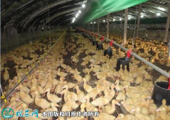 養鴨子賺錢嗎？